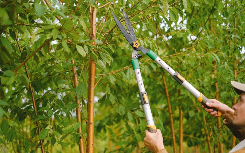 Tree trimming in Alleene, AR