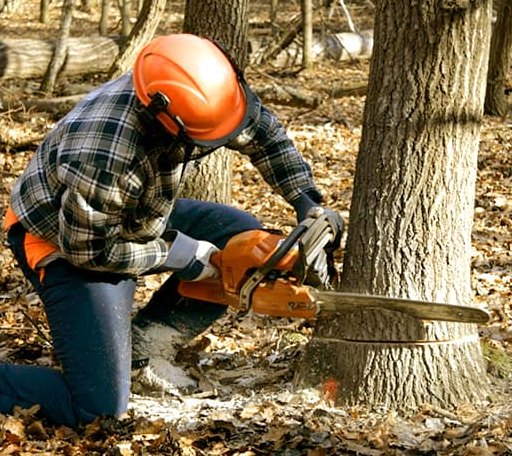 Tree Removal in Alleene, AR